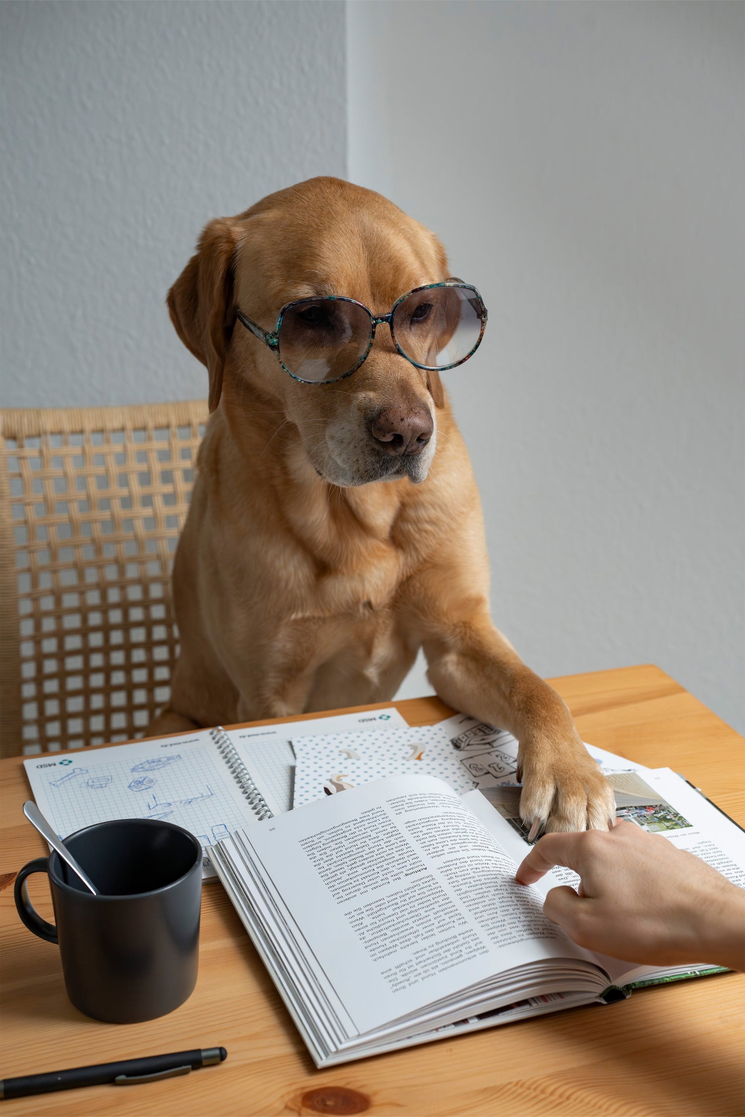 Hund Golden Retriever Labrador Mix mit Sonnebrille hat ein Hundesachbuch, eine Tasse und einen Stift vor sich. Bespricht mit Mensch seine neuen Spieleideen