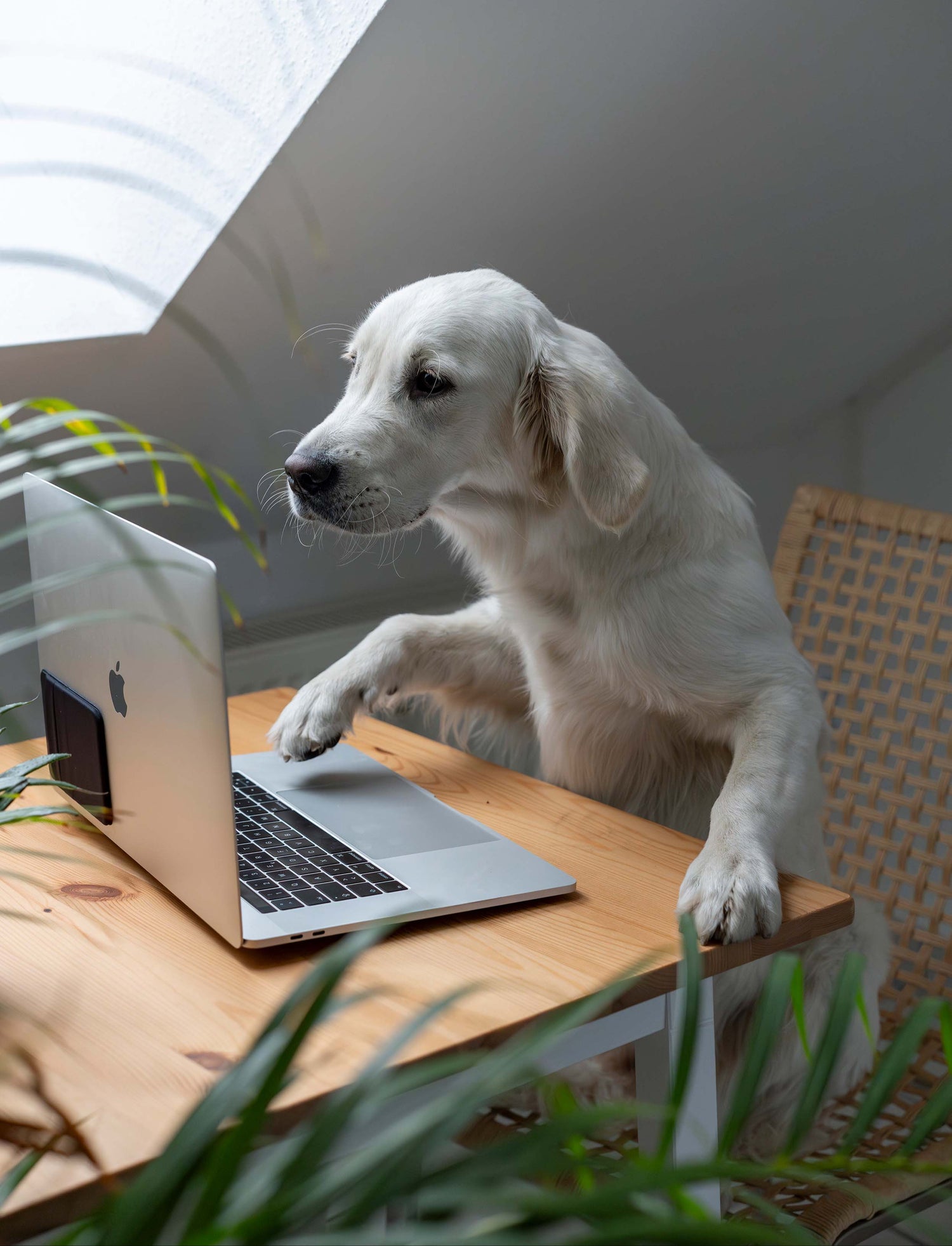 Hund sitzt an Schfreibtisch und arbeitet am Apple Laptop in der Buchhaltung