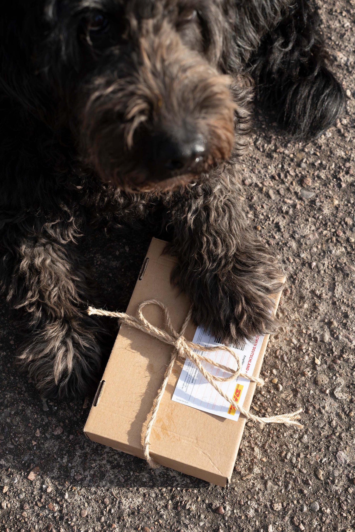 Schwarzer Hund klebt Paketaufkleber auf ein Paket